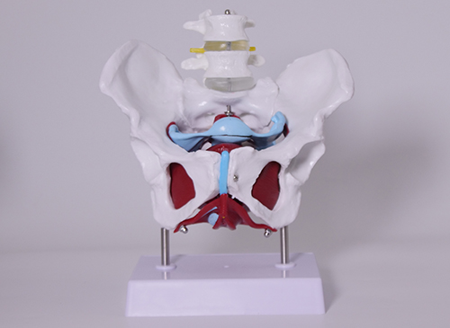 女性骨盆及盆底肌肉带二节腰椎模型
