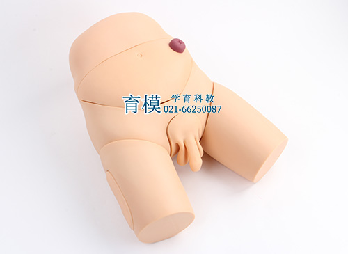 高级男性导尿模型