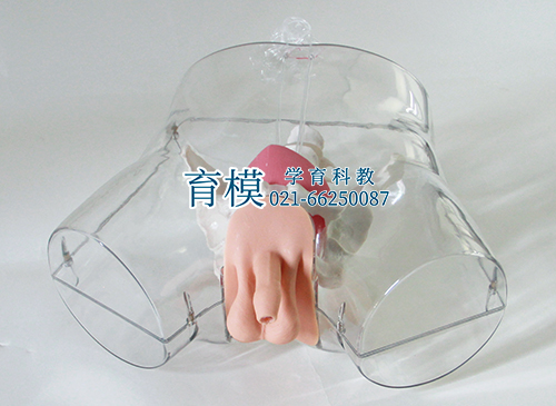 高级透明男性导尿模型