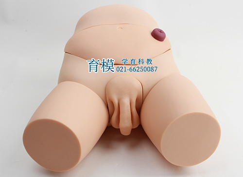 高级男性导尿模型