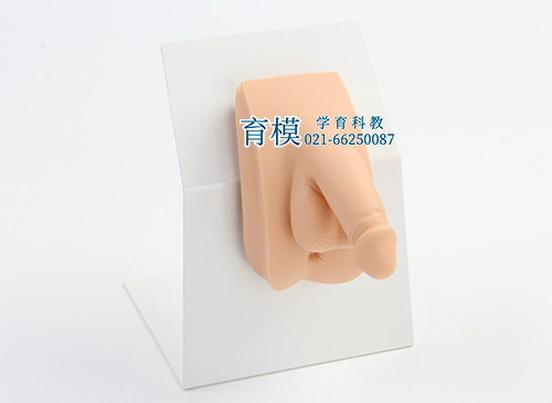 高级着装式男性导尿模型