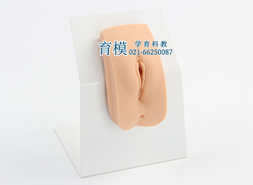 高级着装式女性导尿模型