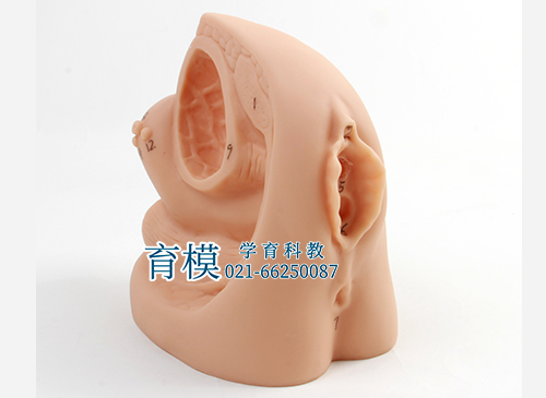 女性内外生殖器及导尿模型