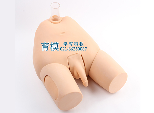 高级男性膀胱穿刺模型