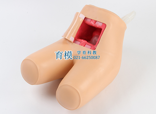 高级灌肠和辅助排便训练模型