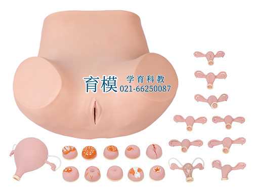高级妇科检查模型