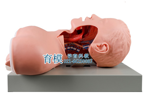 高级人体气管插管训练模型