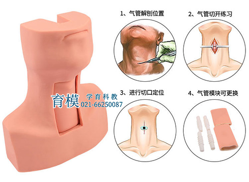 高级环甲膜穿刺及气管切开插管训练模型