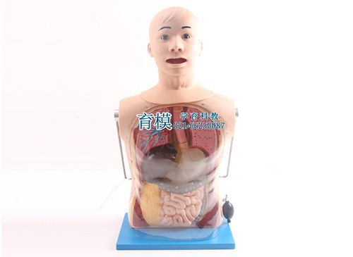 高级鼻胃管与气管护理模型