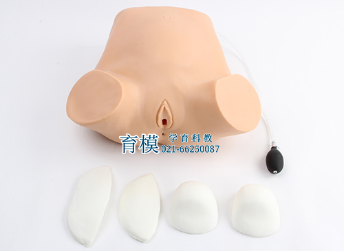 四步触诊、肛查、阴道检查训练模型