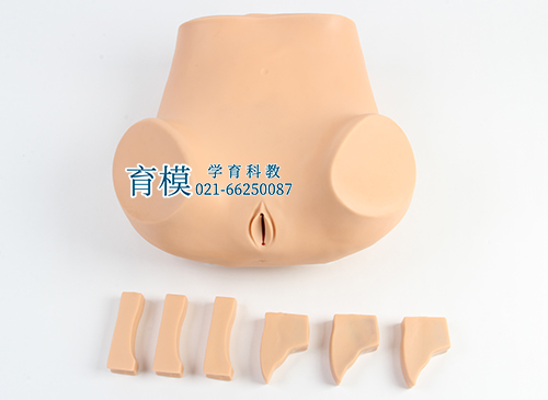 阴道后穹窿穿刺模型