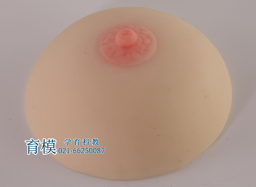 母乳喂养乳房模型（单乳）