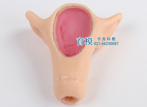 高级宫内避孕训练模型