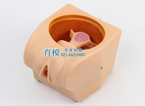 高级计划生育教育模型