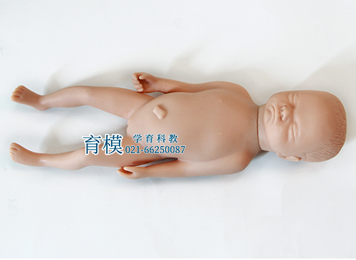 高级足月胎儿模型