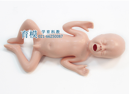 高级24周早产儿模型