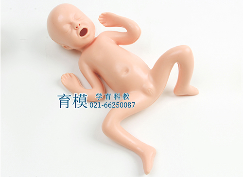 高级30周早产儿模型