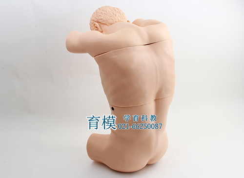 胸腔（背部）穿刺训练模型