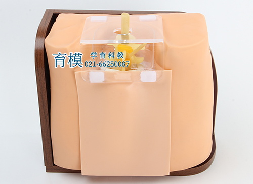 脊椎穿刺模型