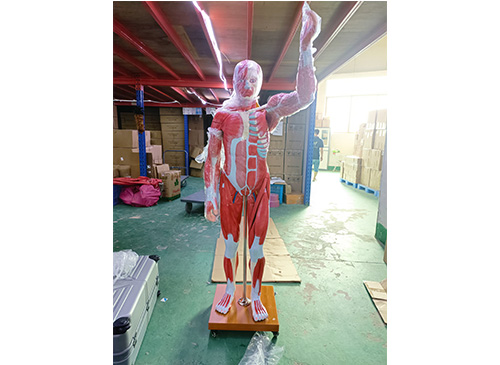 人体全身肌肉附内脏模型（自然大）