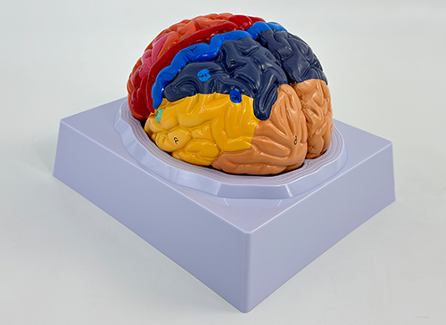 大脑皮质分区模型