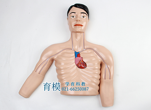 PICC介入训练模型