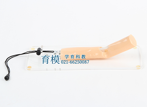 肌腱修复训练模型
