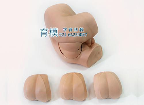 高级直肠指诊检查模型