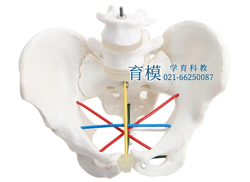 骨盆测量示教模型