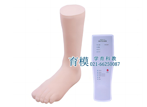 踝关节腔穿刺模型